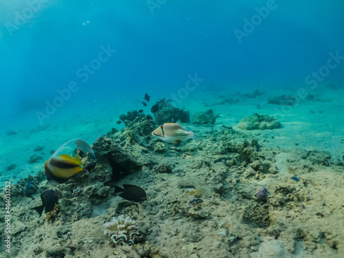 Corals on the sandy Red Sea bottom