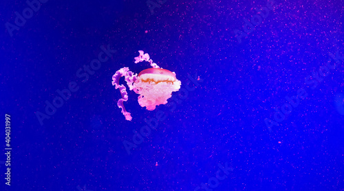 Beautiful jellyfish moving through the water neon lights.Background with jellyfish. variety of jellyfish swim in the ocean aquarium with neon lights.The jellyfish medusa swimming in deep water ocean.  © Anna