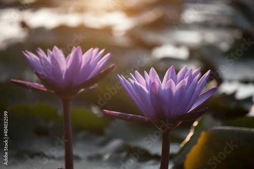Purple lotus flowers are blooming with sunset