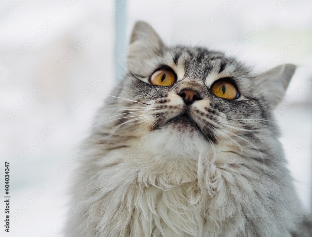 Obraz premium Close-up portrait beautiful gray fluffy domestic cat with yellow eyes. Cat sits on the windowsill. Image for veterinary clinics. The concept of pets. Banner for the site.