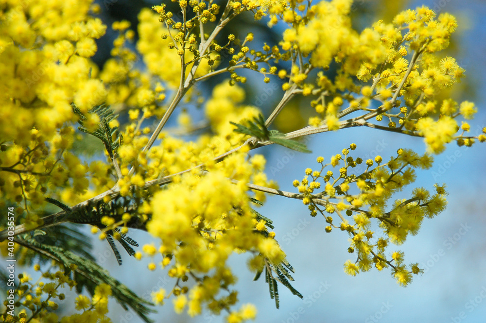 Fleurs de mimosa en inflorescence dans un arbre sur fond de ciel bleu un jour ensoleillé Fleurs de mimosa en inflorescence dans un arbre sur fond de ciel bleu un jour ensoleillé