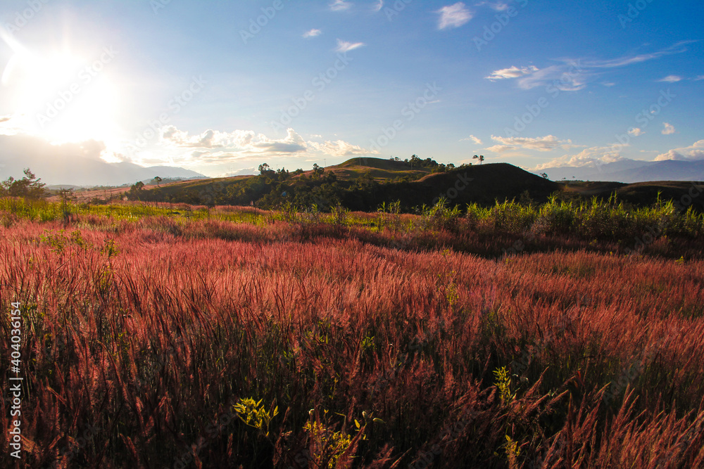 sunset in the field reeds wamena