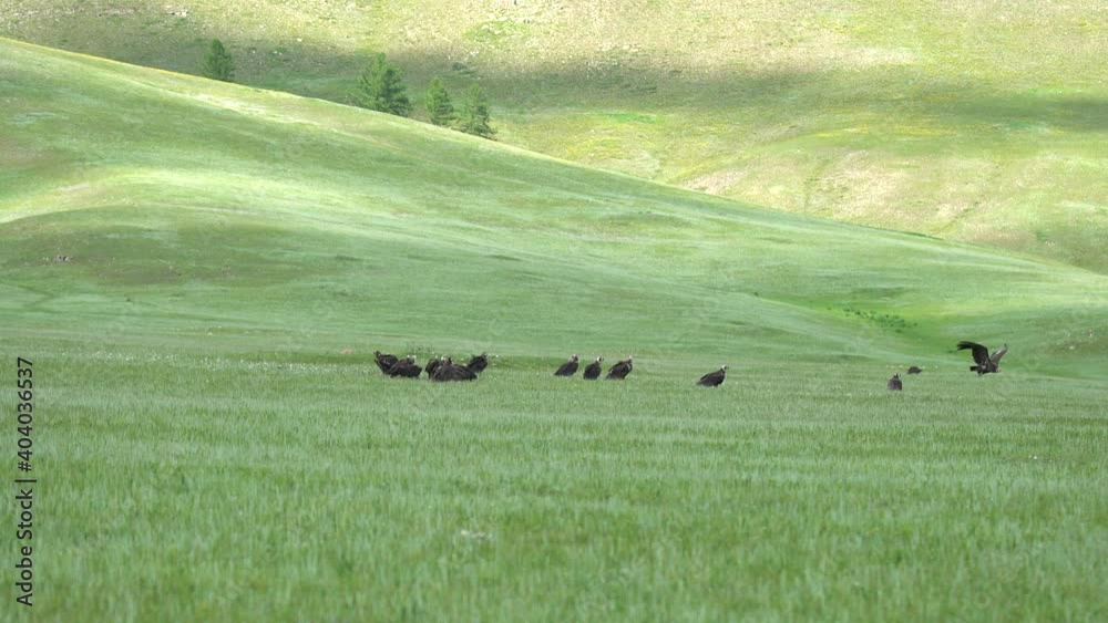 Wild black monk Eurasian vulture herd eating a dead animal carcass.Aegypius monachus Accipitridae raptor raptors kite buzzard harrier goshawk buteo bird of prey eagle harriers wildlife nature Wild black monk Eurasian vulture herd eating a dead animal carcass.Aegypius monachus Accipitridae raptor raptors kite buzzard harrier goshawk buteo bird of prey eagle harriers wildlife nature