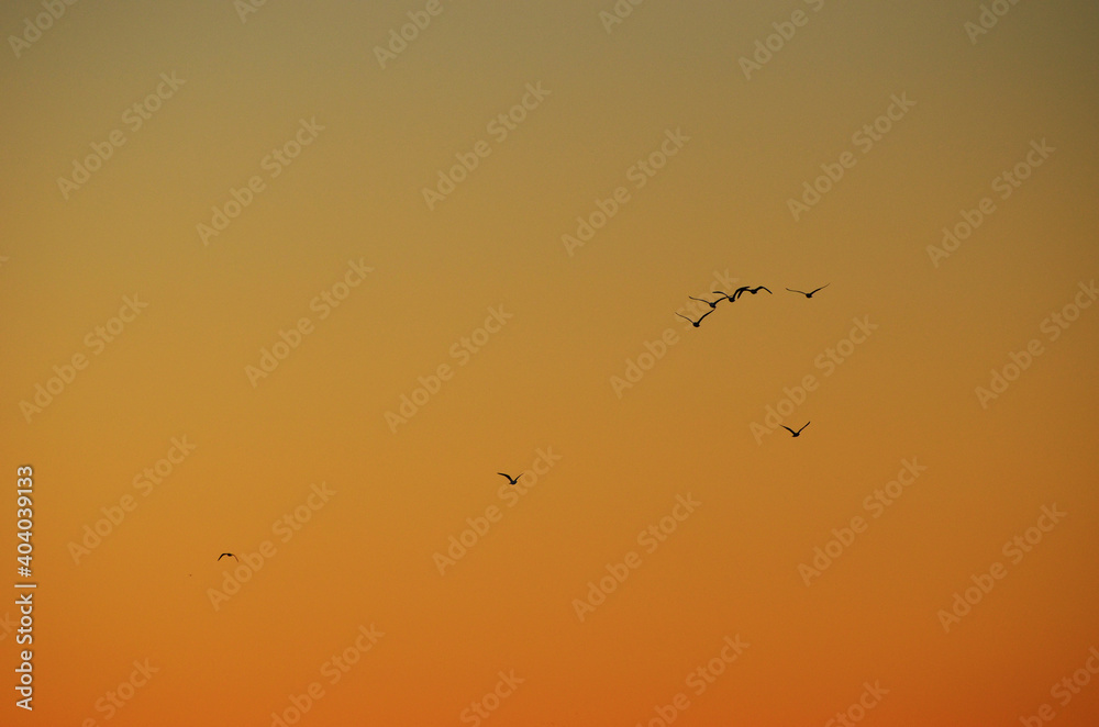 Sunset sky with silhouettes of sea-gulls , photo