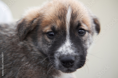 Take dog from shelter and give it happy life. Small gray stray puppy mongrel with beautiful big kind brown eyes and black and white muzzle looks straight into soul.
