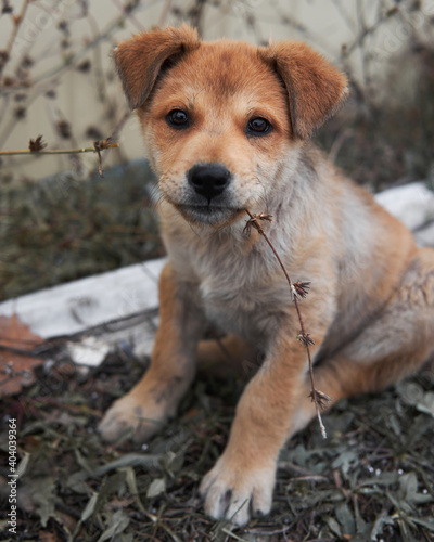 Cute little light red puppy mongrel breed sits in grass and tastes it. Take dog from shelter and give it happy life. Waiting for his human.