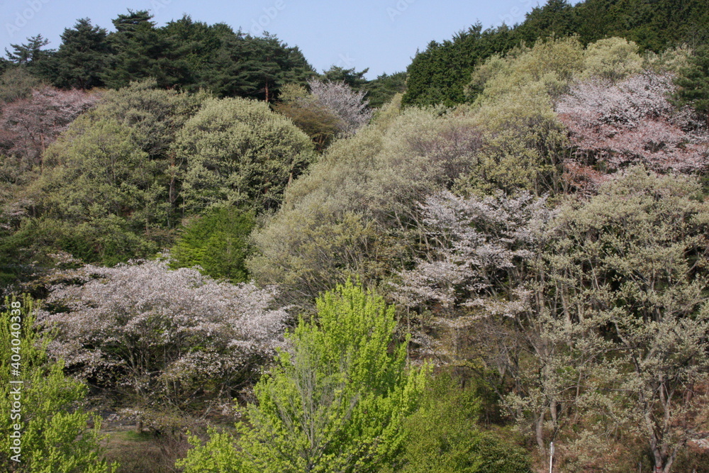 春色の浜 春色の浜