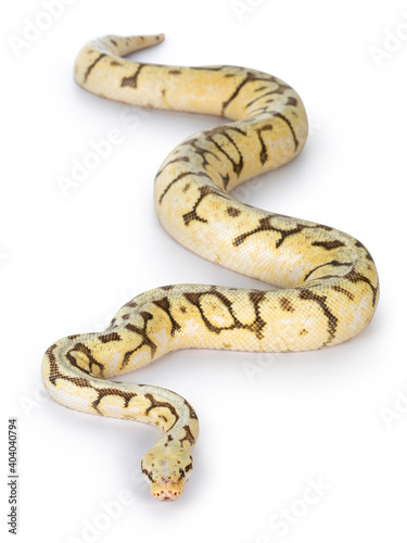 Top view of adult Killerbee Ballpython aka Python Regius. Isolated on white background. © Nynke