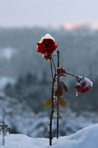  Rote Rose blüht im Winter