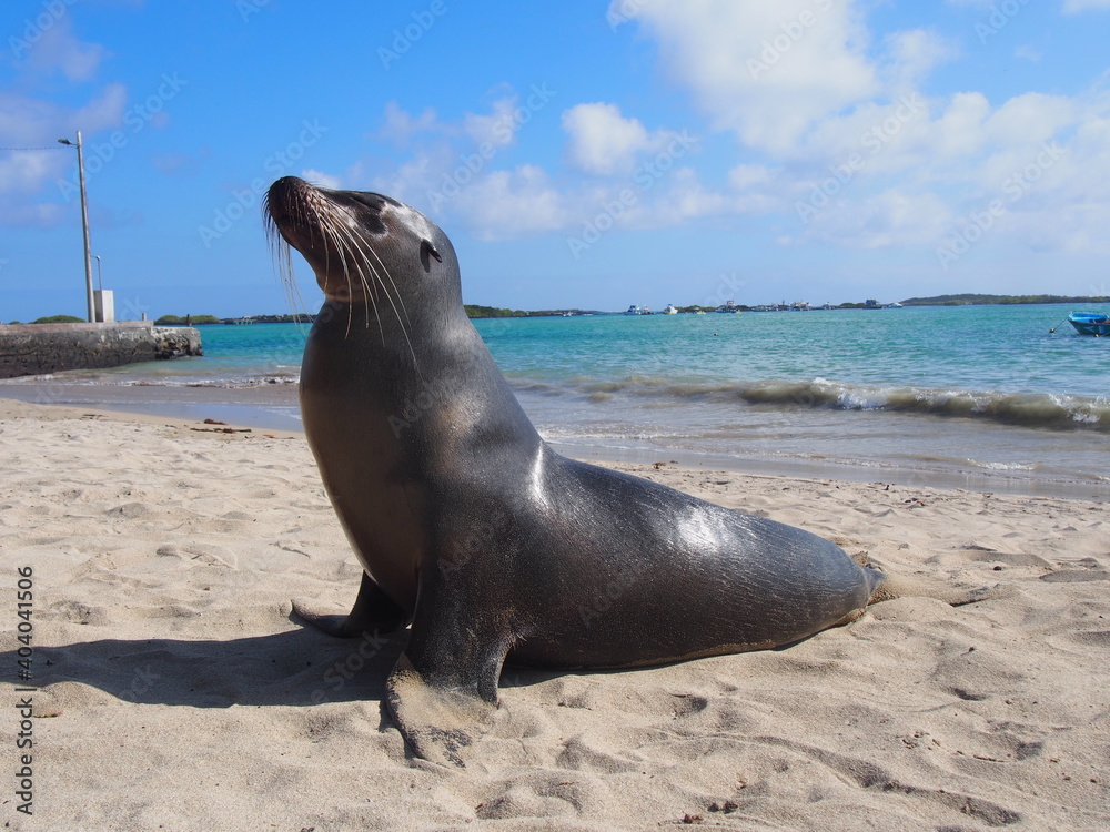 Fototapeta premium OLYMPUS DIGITAL CAMERA