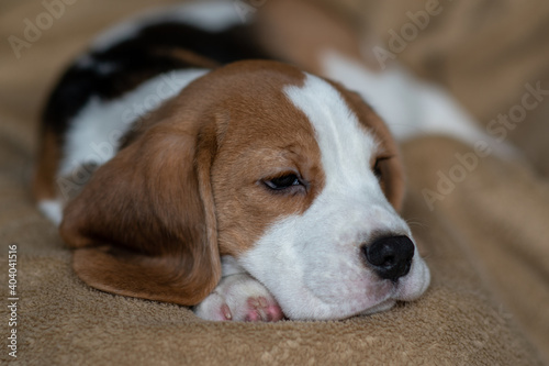 Сute beagle puppy at home