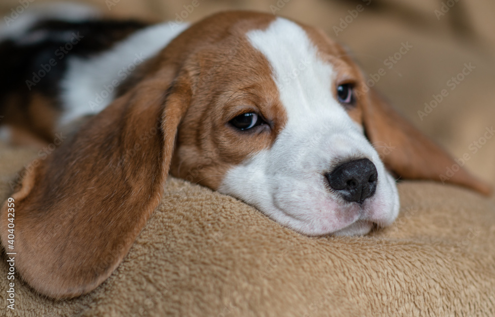 Сute beagle puppy at home