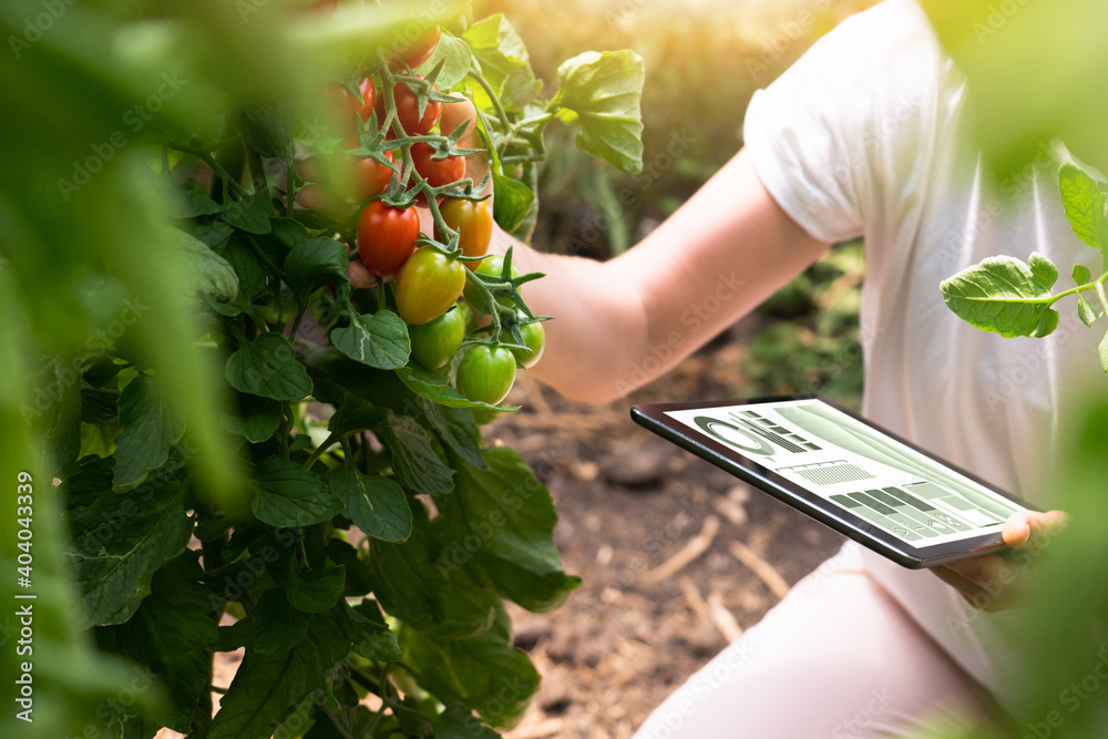 Woman farmer with digital tablet in cherry tomatoes greenhouse. Smart organic farm.	 - obrazy, fototapety, plakaty 