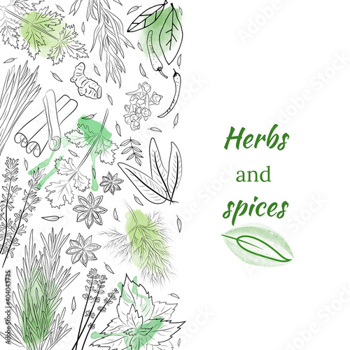 Herbs and spices collection. Vector Collection of hand drawn Spices and Herbs. Botanical plant illustration. Vintage Medicinal Herbs and plants. 