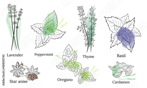Herbs and spices collection. Vector Collection of hand drawn Spices and Herbs. Botanical plant illustration. Vintage Medicinal Herbs and plants. 