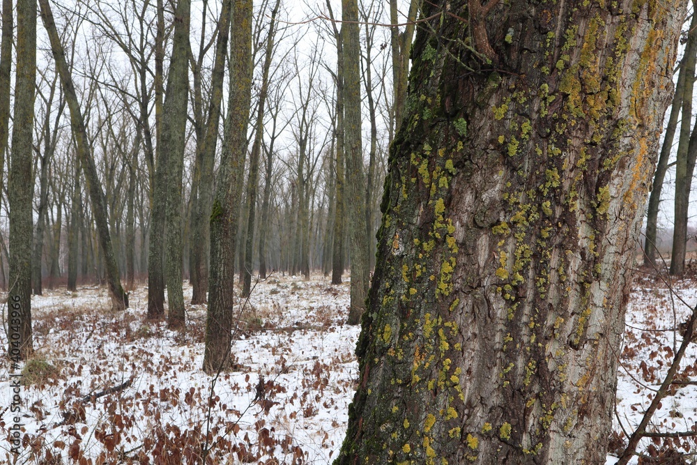 Obraz premium tree in the winter forest