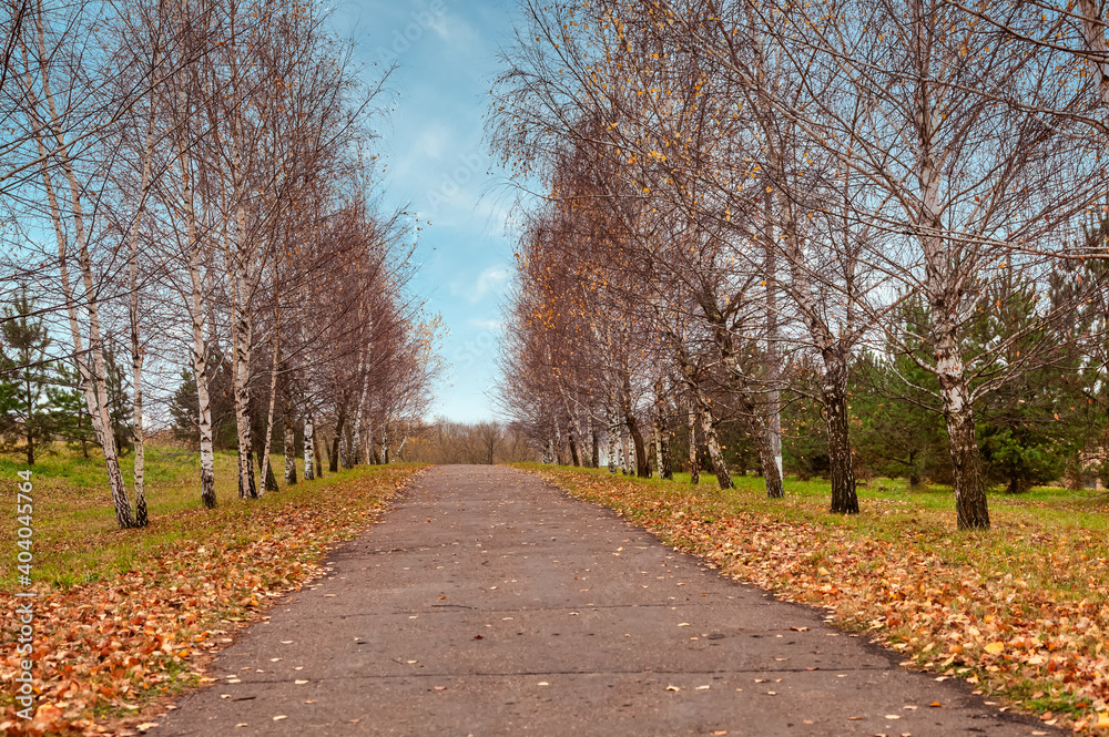 Autumn landscape. A paved path goes into the distance along the edges of which there are trees from which the autumn leaves have already fallen