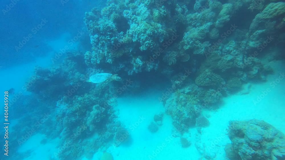 bright beautiful fish of the Red Sea in a natural environment on a coral reef bright beautiful fish of the Red Sea in a natural environment on a coral reef