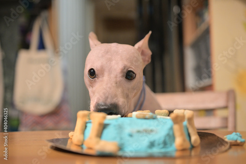 American hairless naked terrier eating cake for his birthday