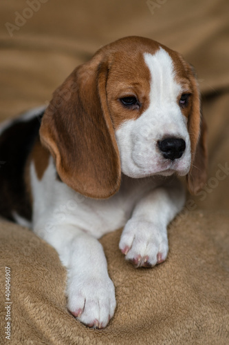 Сute beagle puppy at home