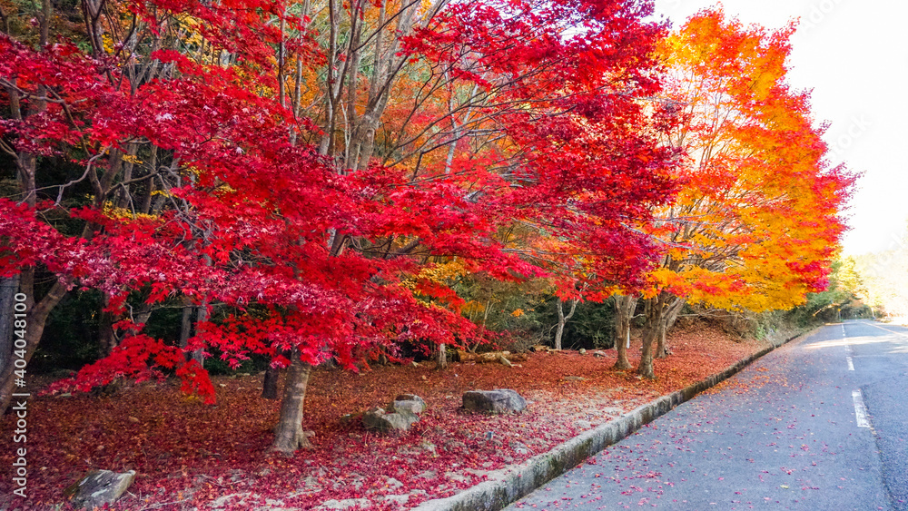 広島県の山道にある紅葉樹