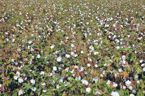 Organic cotton plants field with white open buds ready to harvest in India