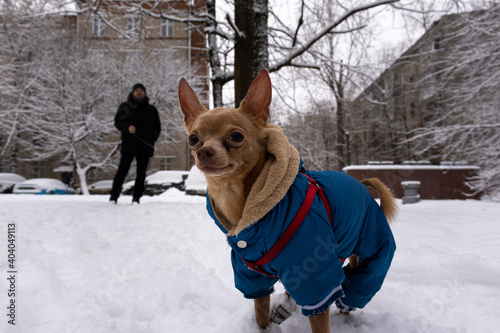 Man walking with small cute dog during winter with snow, toy terrier wearing warm clothes 