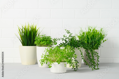 Collection of various houseplants in pots. Potted plants on gray table against white brick wall. Home gardening concept. Copy space