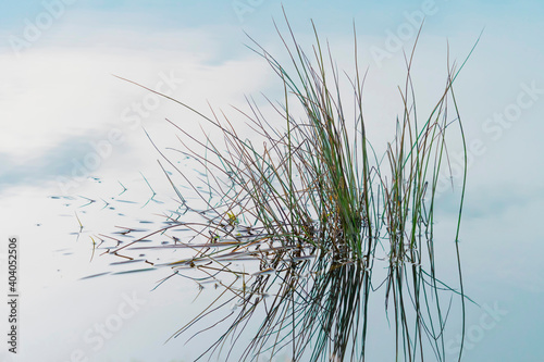 Grass and reeds form a graphic reflection in the calm water of the lake in the early morning. Background of natural abstract patterns with copy space. Selective focus. © kisarpad