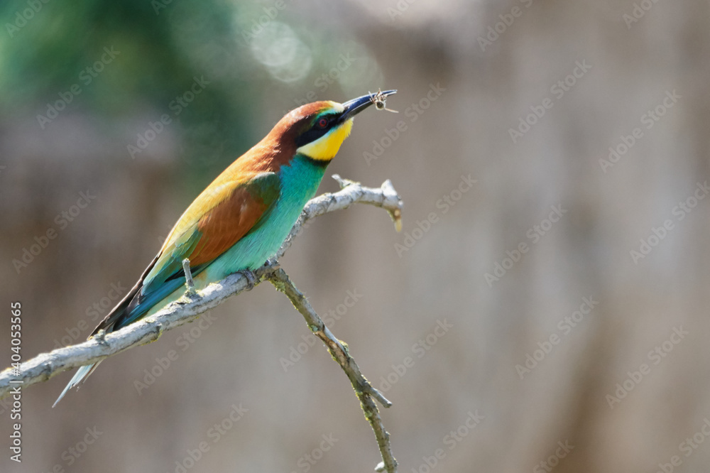 Fototapeta premium European bee eater (Merops apiaster) bird sits on a tree branch with prey in its beak