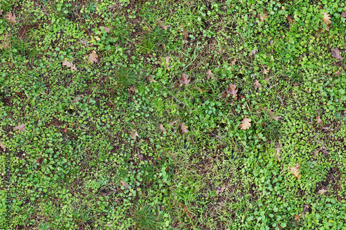 Bild auf Leinwand Seamless green ground natural texture, grass and oak leaves meadow pattern, high resolution repeatable nature wallpaper, seams free, perfect for renders and architectural works