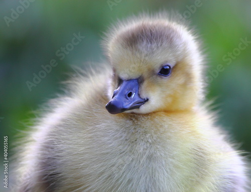 Cute downy baby gosling chick
