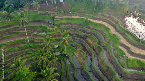 aerial view of Tegalalang Rice Terrace, Ubud, Bali, Indonesia