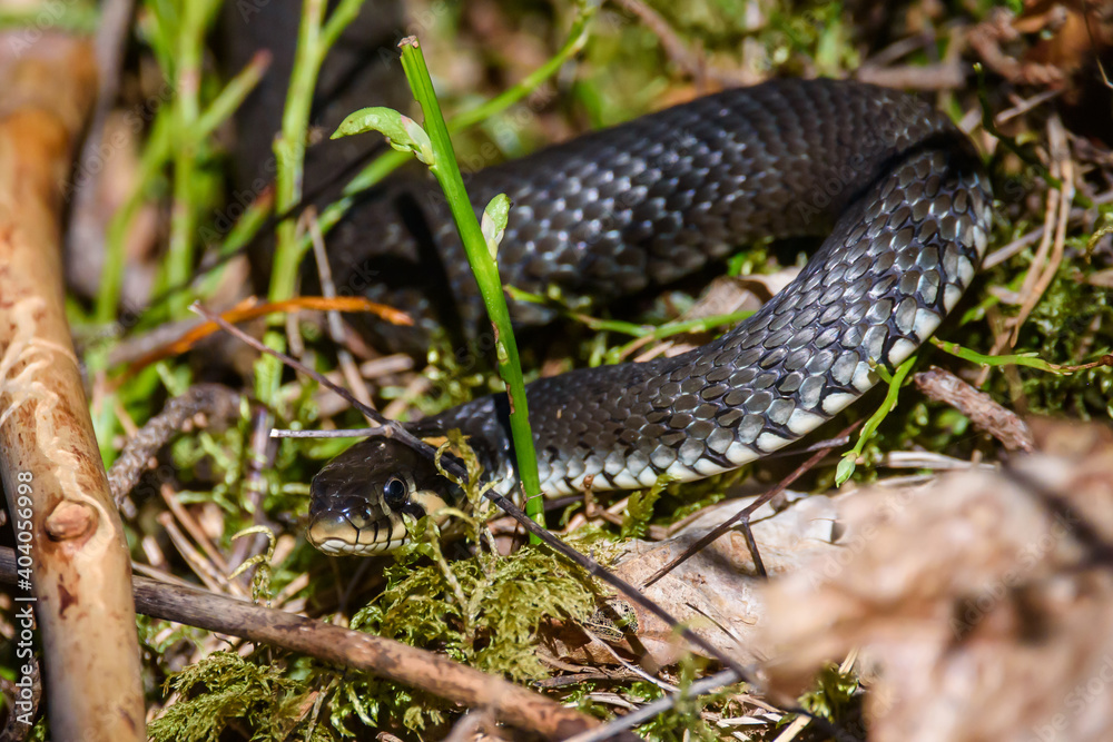 Selective focus photo. Grass snake, natrix natrix. Selective focus photo. Grass snake, natrix natrix.