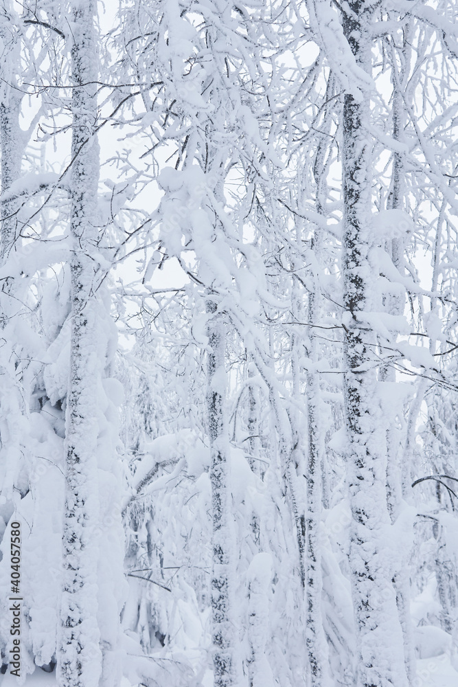 background, landscape - winter grove after a snowfall background, landscape - winter grove after a snowfall