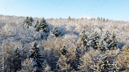 Forest in the snow