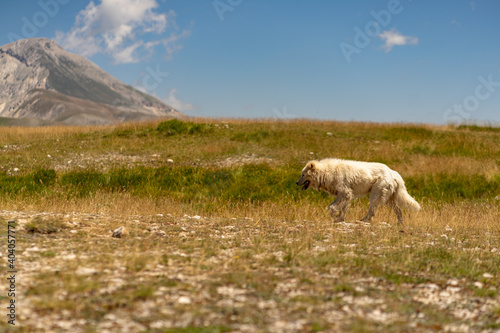 Dog walking through a field in Gran Sasso, Italy