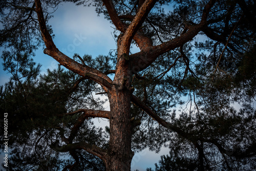 strong branches of a conifer on a background of blue sky