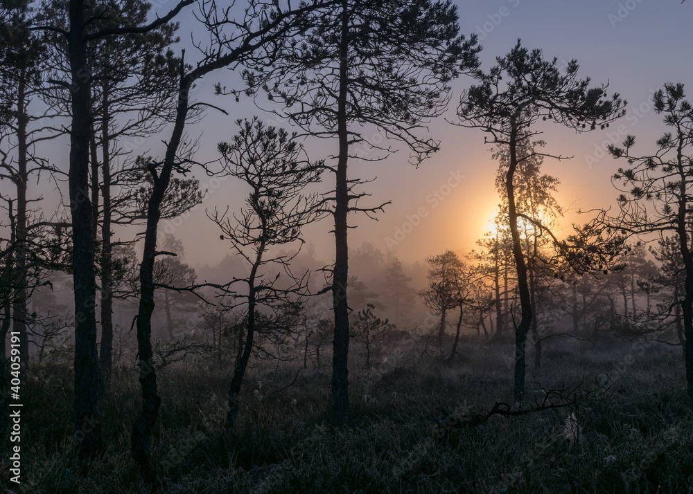 tree silhouettes at sunrise, misty bog landscape with swamp pines and traditional bog vegetation, fuzzy background, fog in bog tree silhouettes at sunrise, misty bog landscape with swamp pines and traditional bog vegetation, fuzzy background, fog in bog