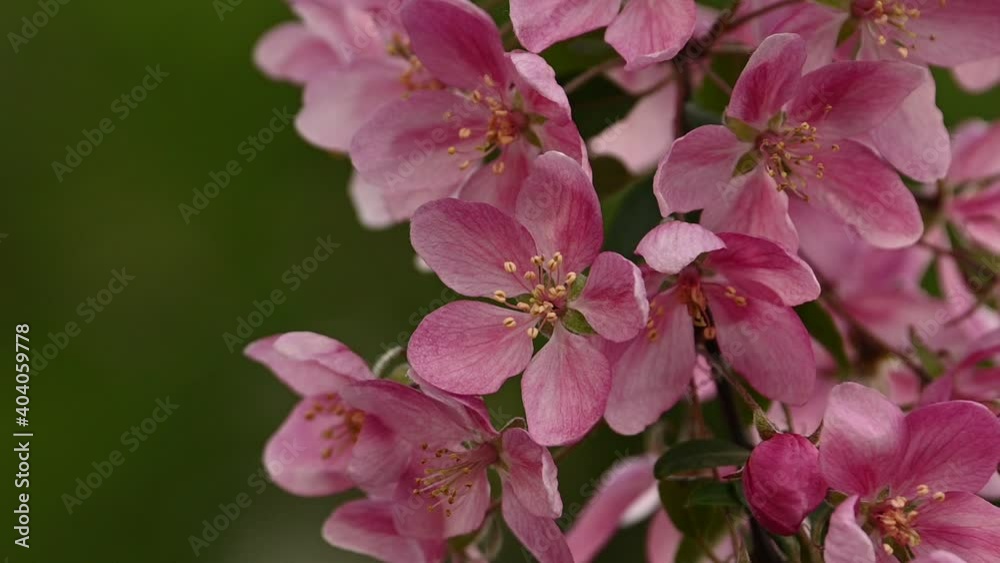 Close up pink Asian wild crabapple tree blossom Close up pink Asian wild crabapple tree blossom