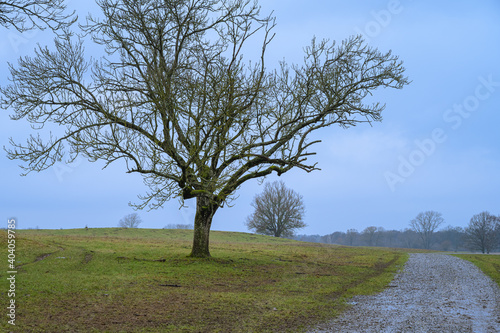 Fotografía A tree and a road at a moor
