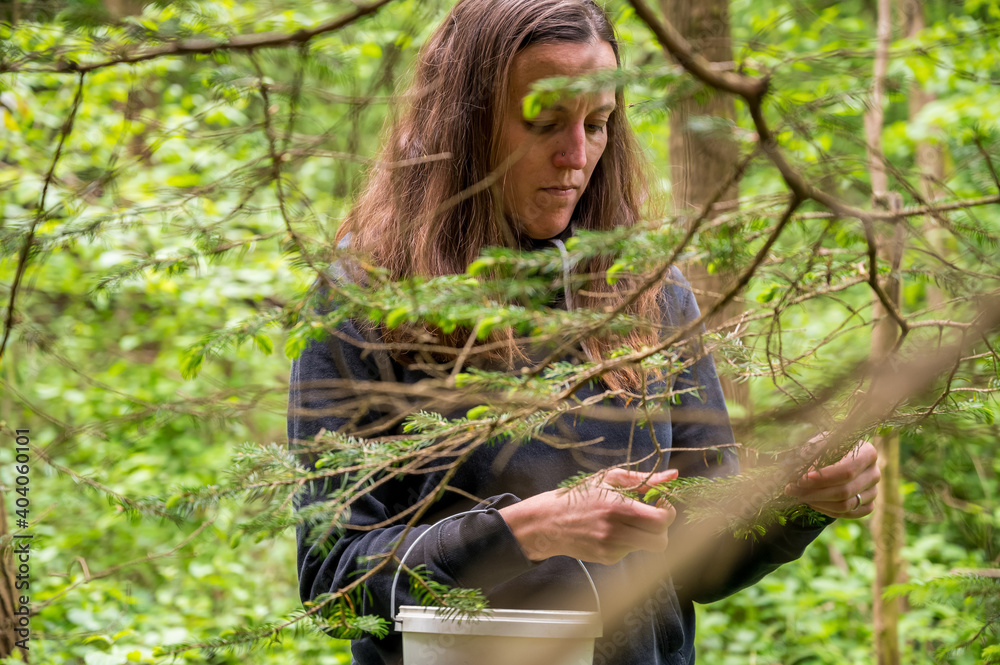 Woman collecting fresh shoots of pine tree sprouts.