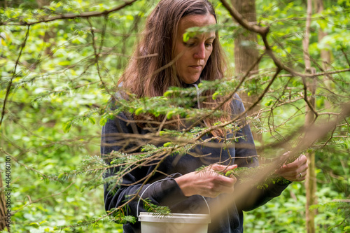 Obraz na płótnie Woman collecting fresh shoots of pine tree sprouts. w salonie