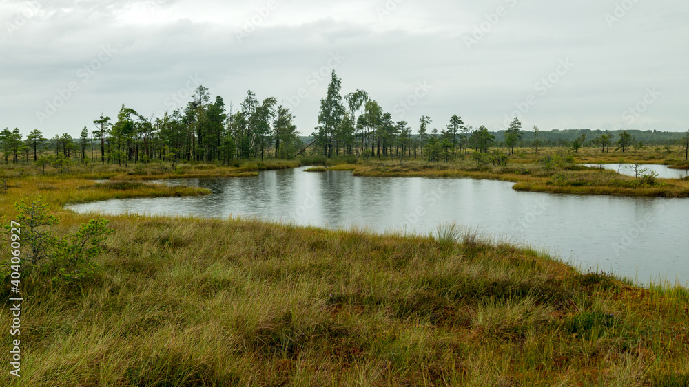 rainy day, rainy background, traditional bog landscape, bog lake in the rain, swamp grass and moss, small bog pines during rain, swamp in autumn