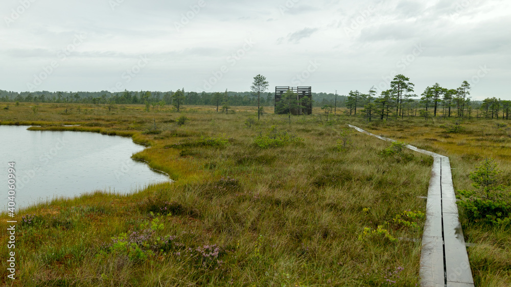 rainy day, rainy background, traditional bog landscape, wet wooden footbridge, swamp grass and moss, small bog pines during rain, swamp in autumn