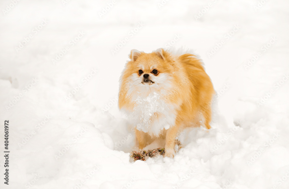 Pomeranian on a walk in winter. Dog on a walk Pomeranian on a walk in winter. Dog on a walk