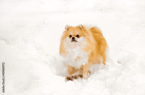 Pomeranian on a walk in winter. Dog on a walk © Vadzim