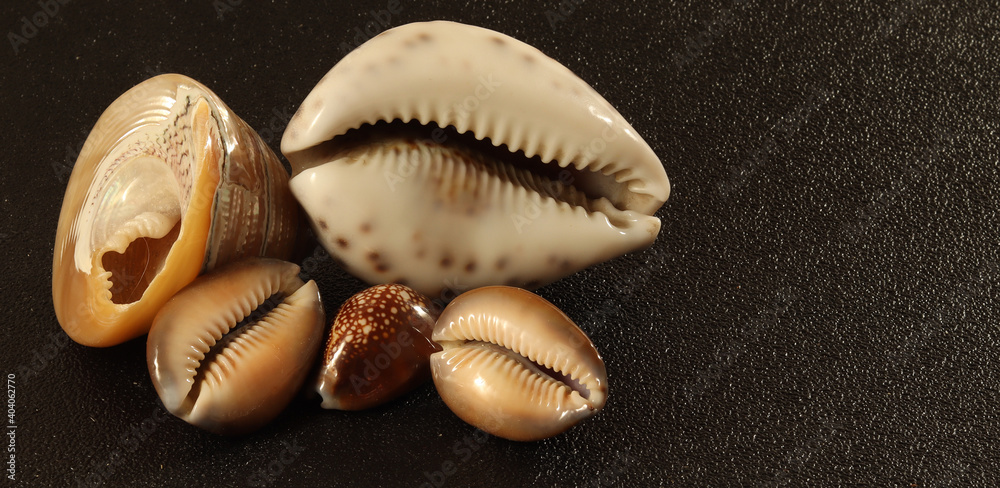 image of seashells on a black background