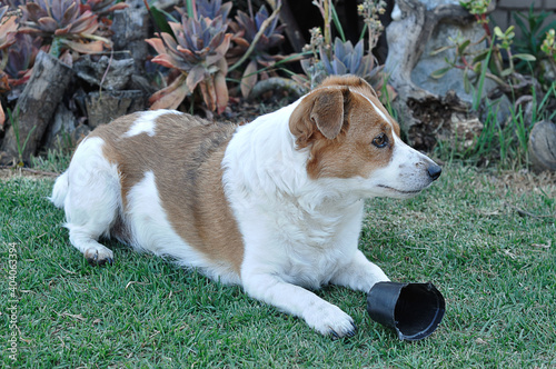 A jack terrier in a garden