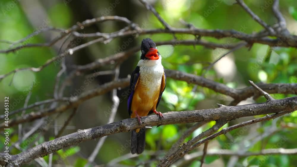 Black-capped Kingfisher on tree green bokeh background. Black-capped Kingfisher on tree green bokeh background.